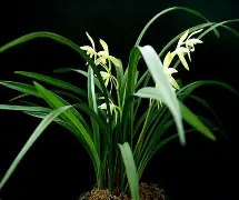 兰斯浮出重围,进攻打出火爆表现的简单介绍 兰斯浮出重围,进攻打出火爆表现的简单介绍