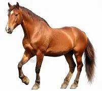 马提亚战胜罗帕伊,欲擎三分王 马提亚战胜罗帕伊,欲擎三分王